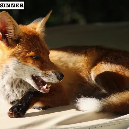 게스트하우스 Dolomiti House 4*