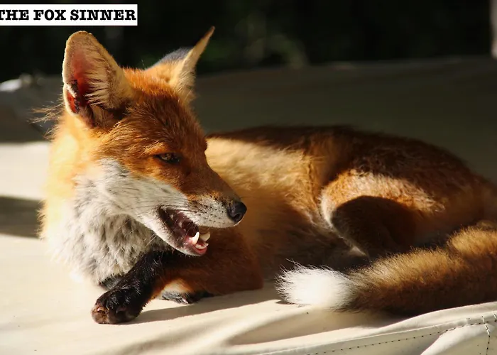 게스트하우스 Dolomiti House 4*