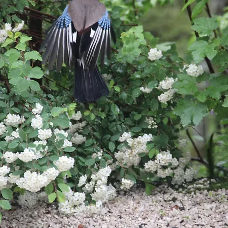 Dolomiti House Cibiana
