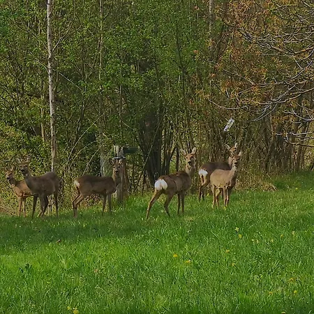 Dolomiti House Cibiana