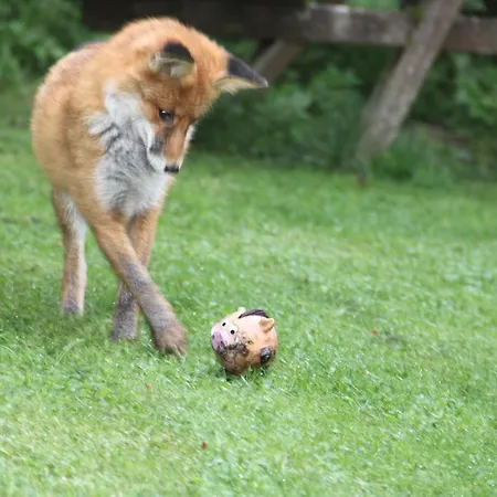 Casa de hóspedes Dolomiti House