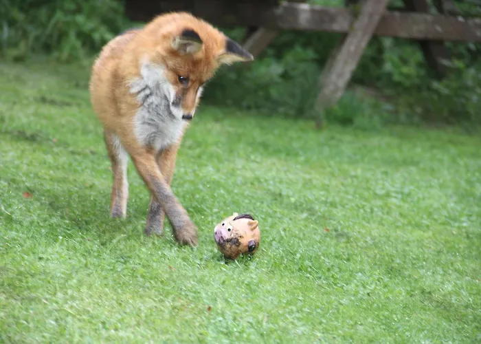 게스트하우스 Dolomiti House