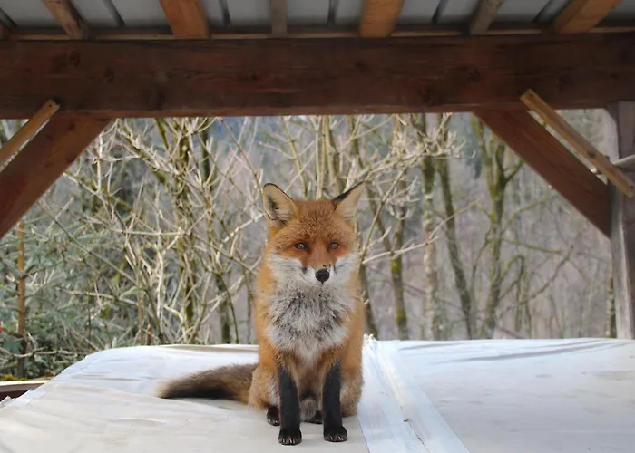 게스트하우스 Dolomiti House 4*